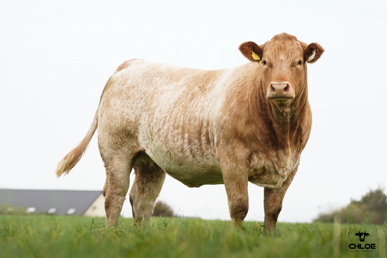 Special springer sale set for Tuam Mart on Monday