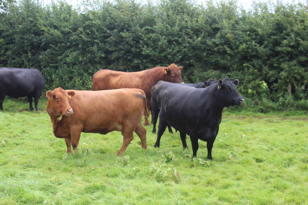 Black or red Aberdeen Angus cattle? The choice is yours