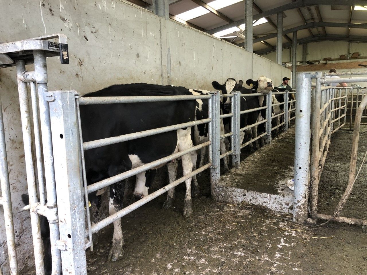 Video: Scanning a 139-cow herd in Co. Clare
