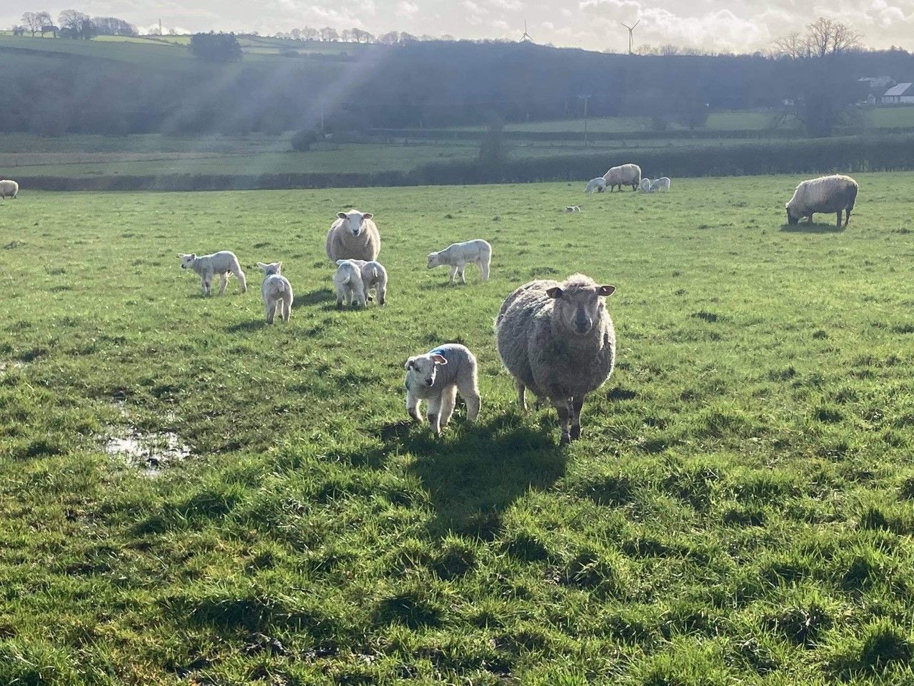 Sheep grassland management: Establishing grazing groups