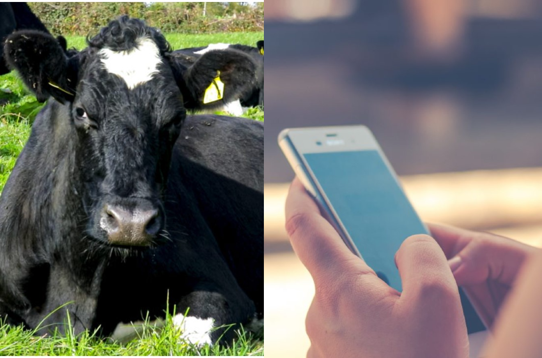 NDC: Social media a 'vital channel' for backing dairy