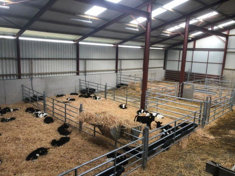Buildings focus: Converting an old cubicle shed into a calf house