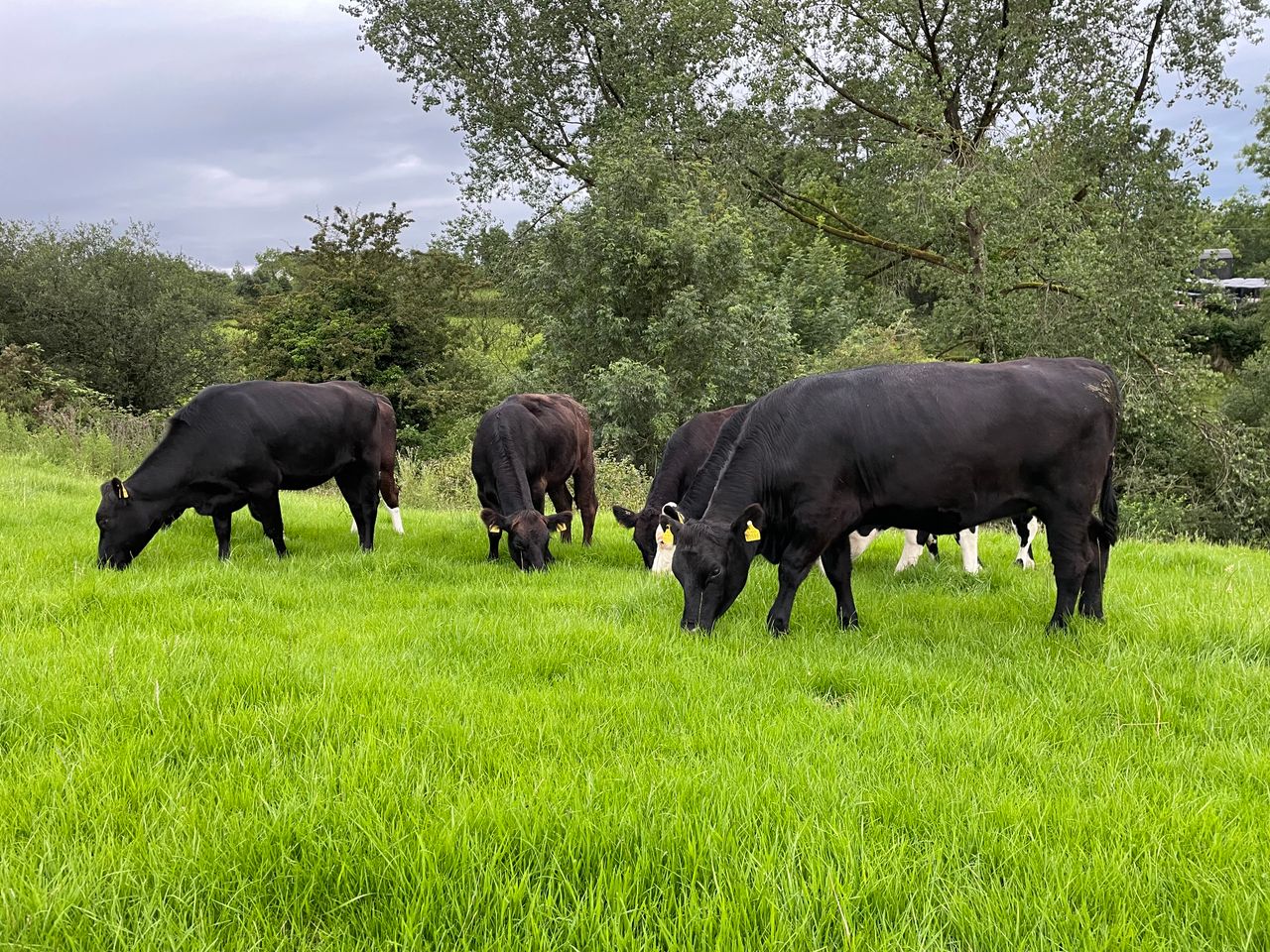 Factory quotes: Price cuts continue this week for beef
