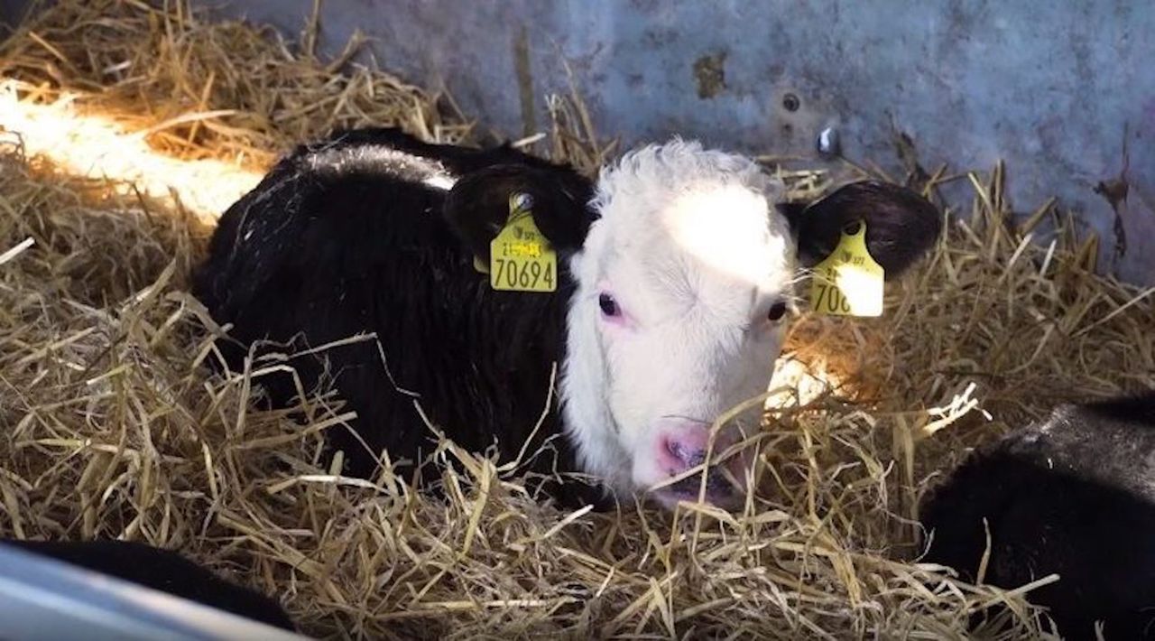 This year's calf registrations heading towards 700,000