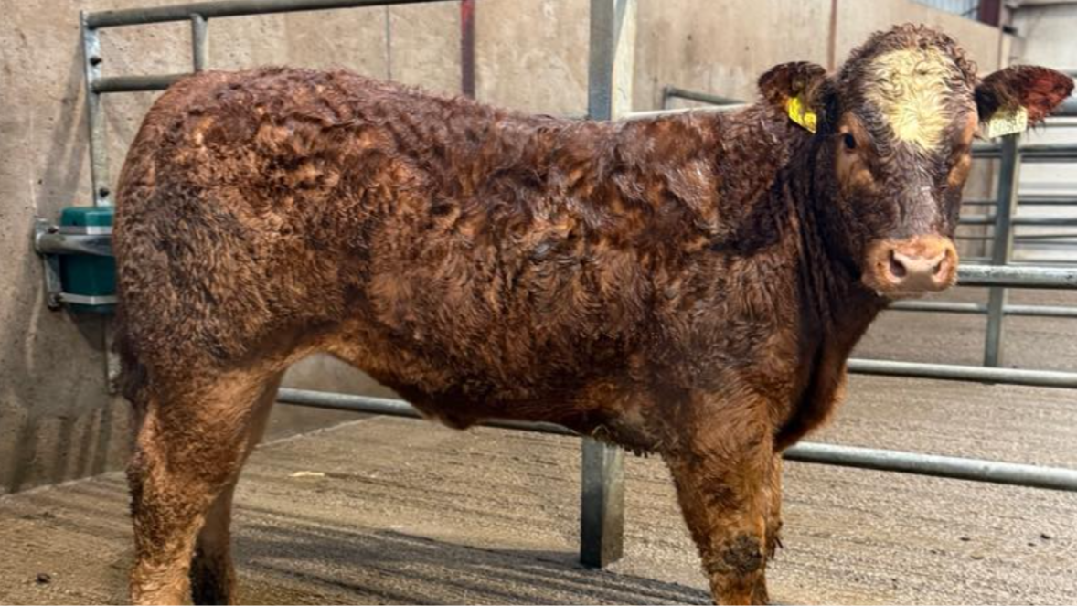 Mart report: Top prices from 'Monaghan Day' sales at Mohill
