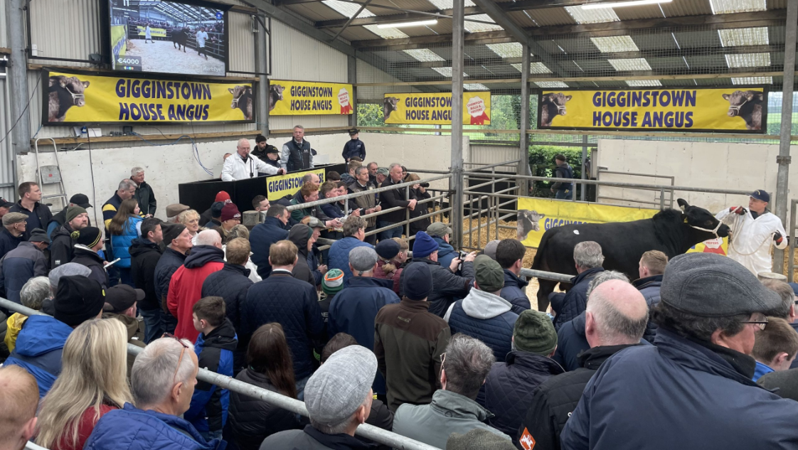 Reminder: Gigginstown House Angus sale set for this Saturday