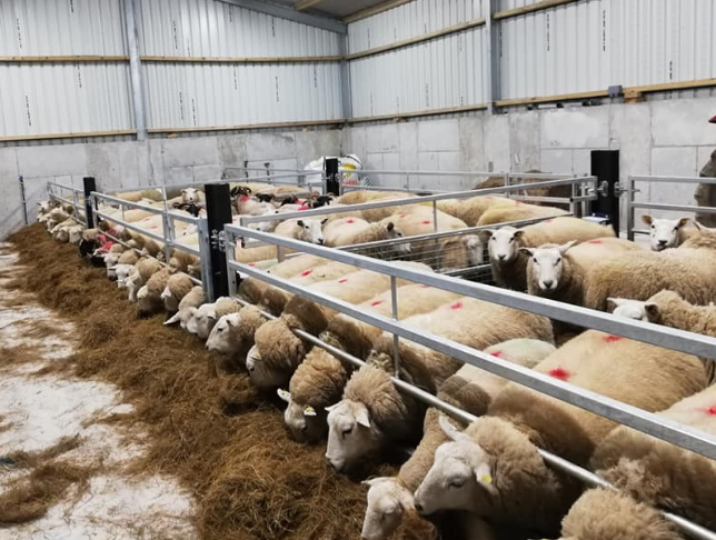 Treating lame sheep a priority coming up to the housing period