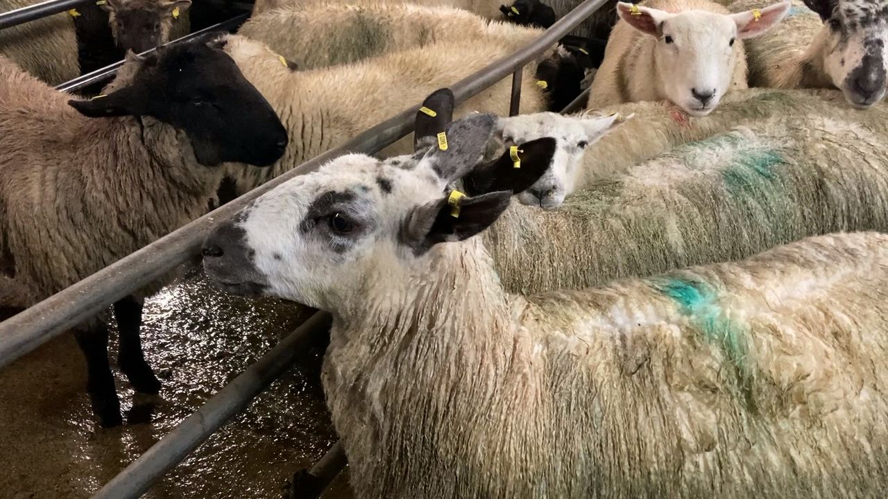 Sheep kill: Throughput rises by nearly 3,000 head