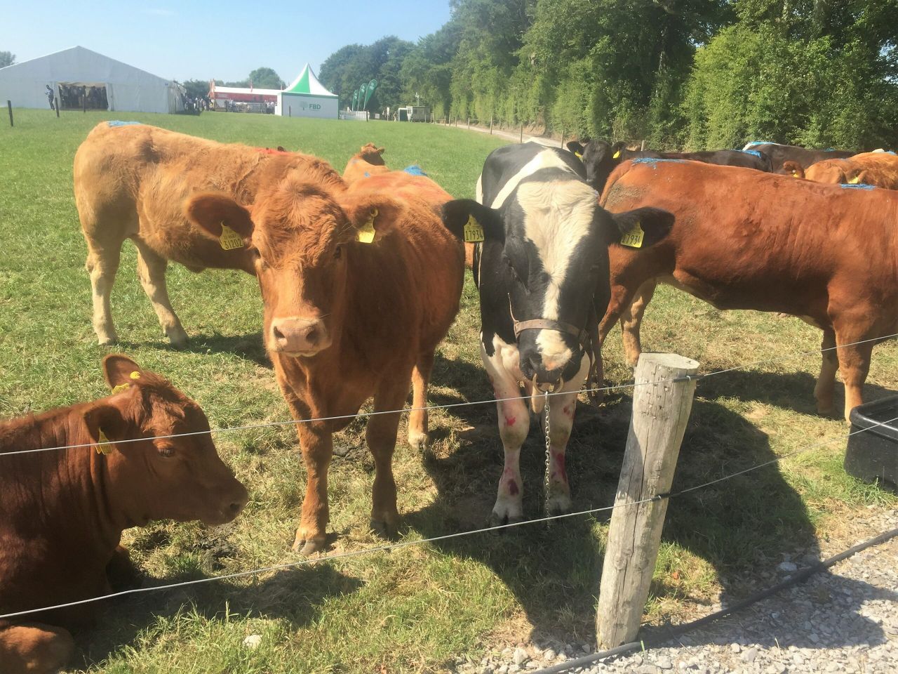 Should I buy in or breed my own replacements?