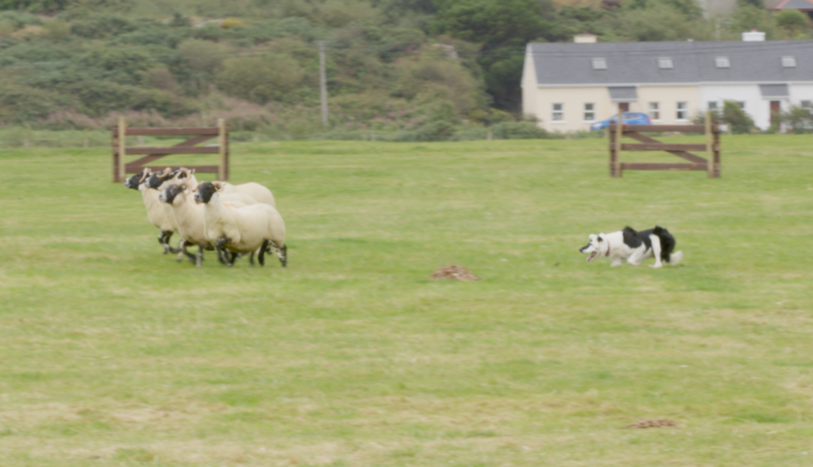 Watch: Canny skills at the 2024 Irish National Sheep Dog trials