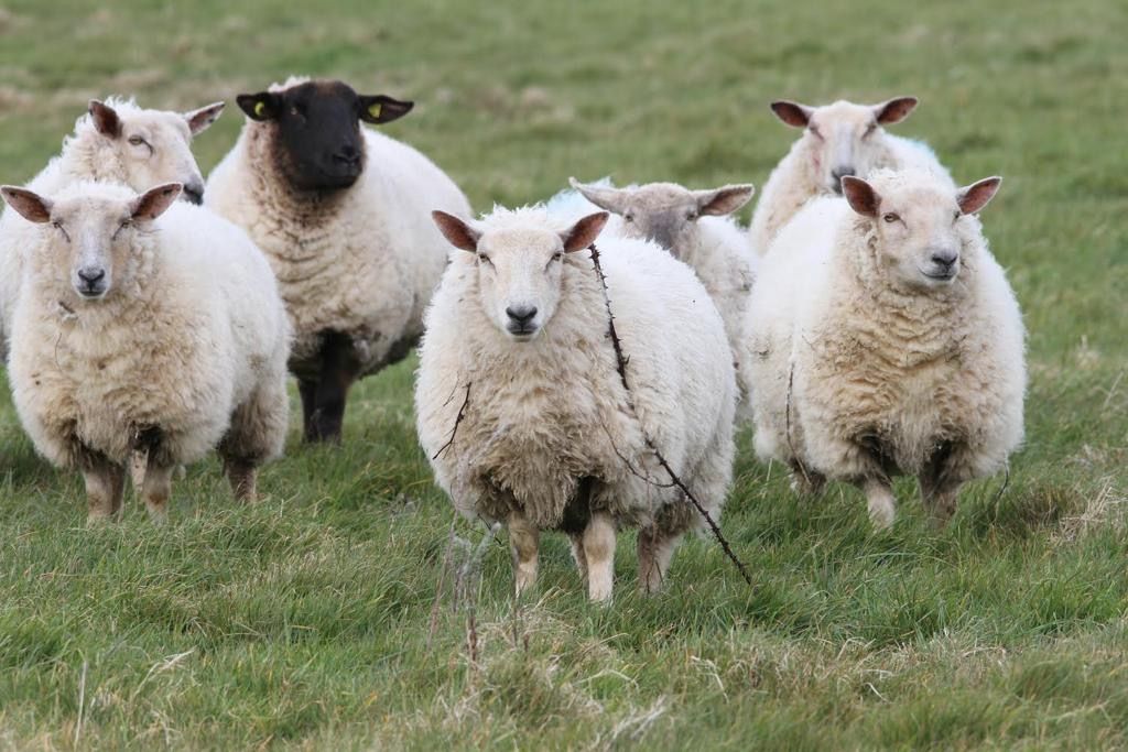 Planning ahead for dosing on sheep farms in 2024
