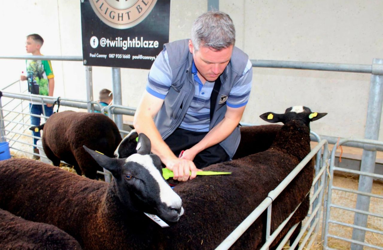 Zwartbles sheep breeders to host open day next Sunday
