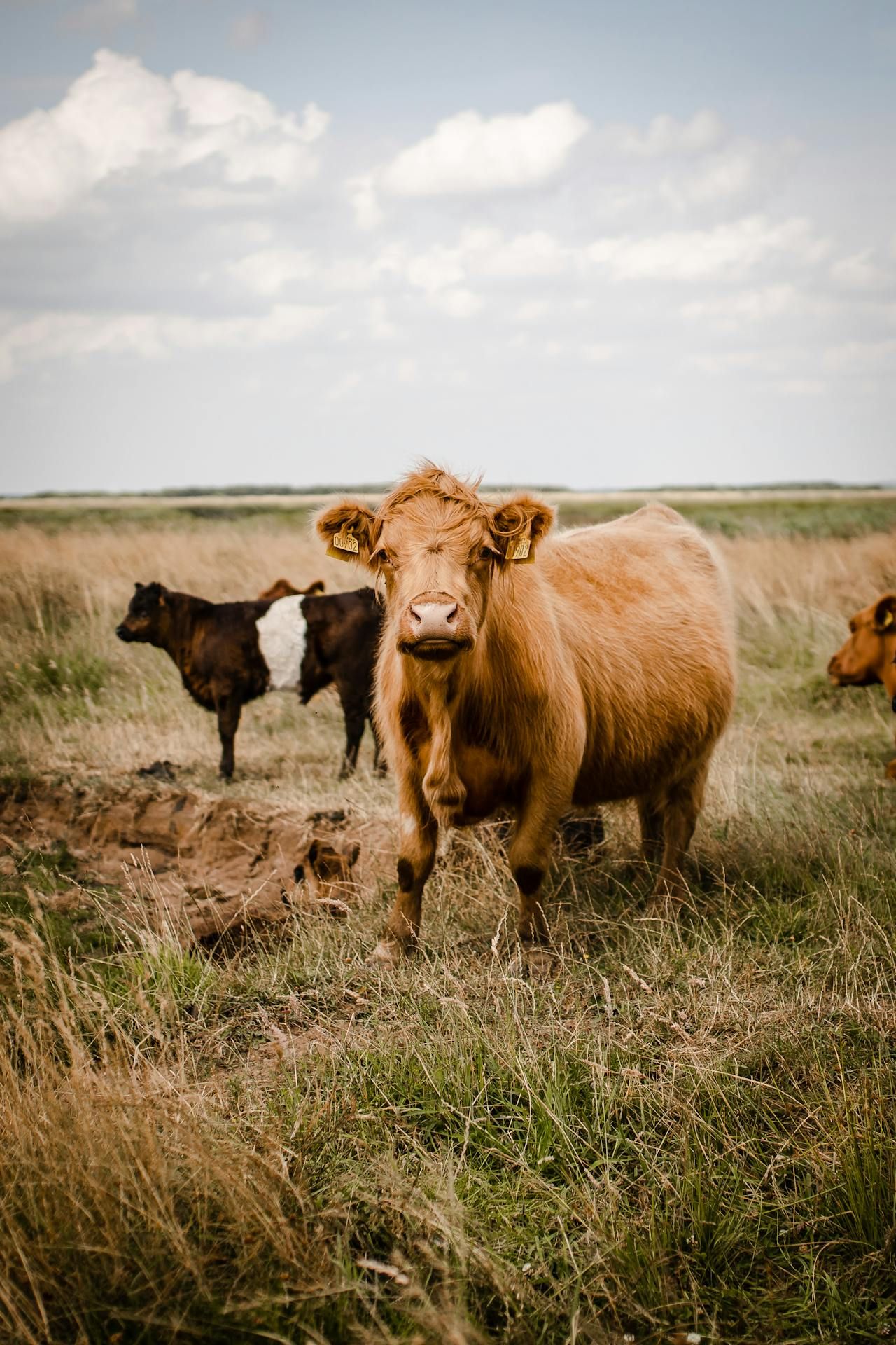 Denmark to introduce new 'emissions from livestock' tax from 2030