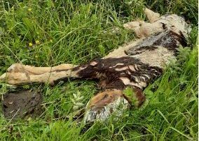 Calf dumped near lake in Monaghan 'particularly shocking' due to past botulism cases