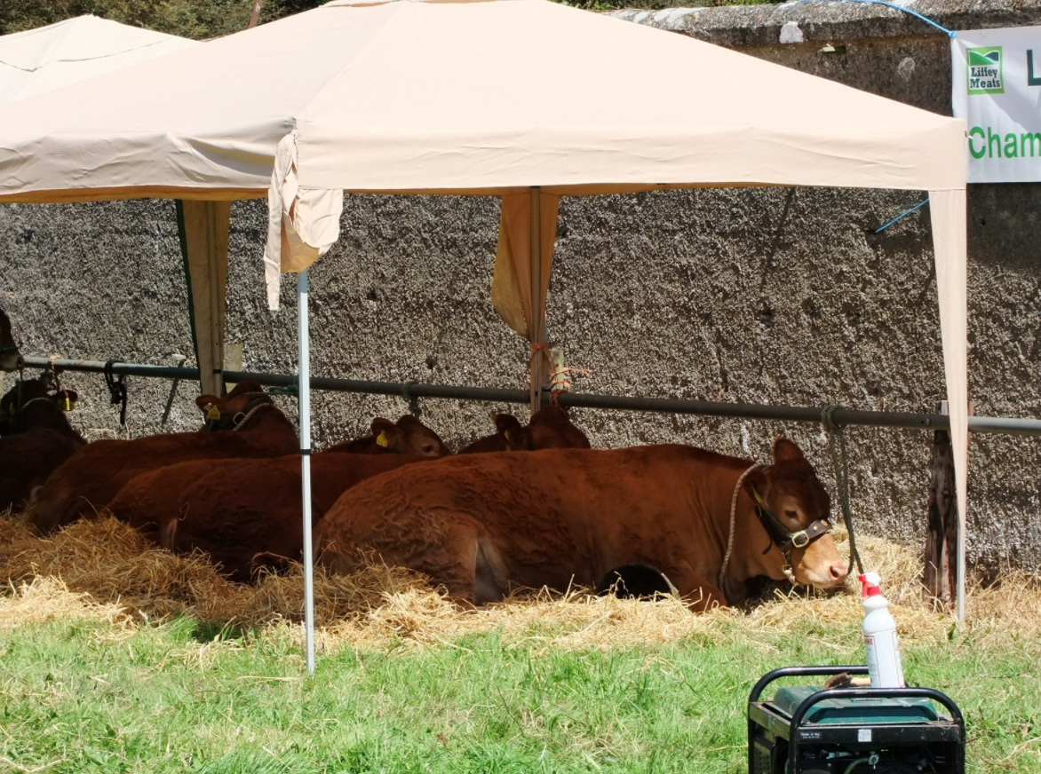 Mullingar Agricultural Show cancels proceedings for 2021