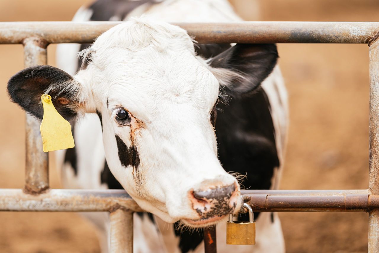 DAFM 'aware of issue' with mechanism of a calving gate
