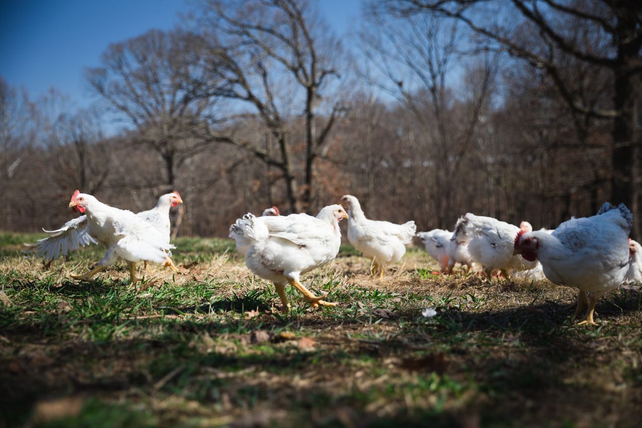 Reversing climate change? US company launches 'regenerative agriculture'