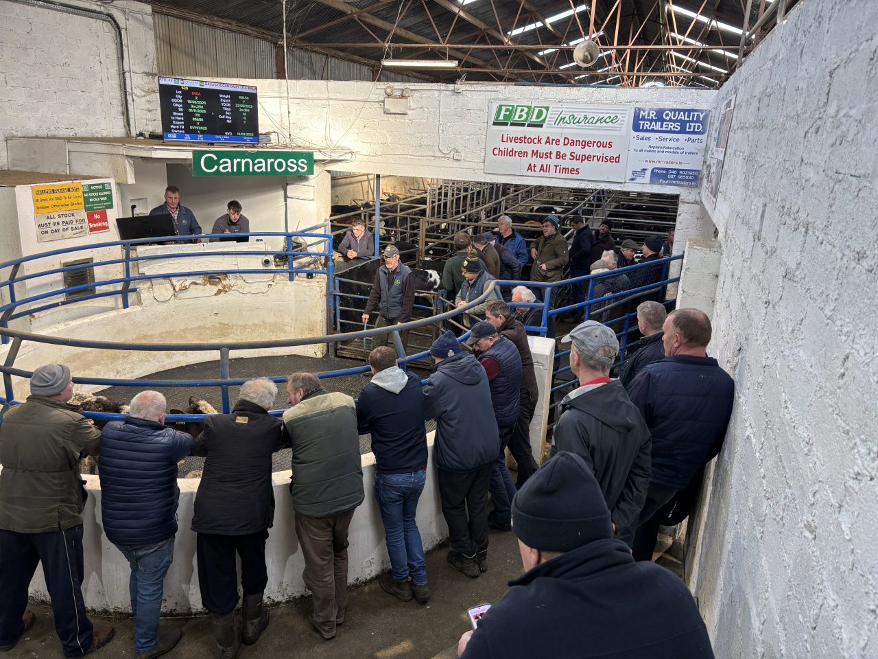 Gallery: A look at calf and runner prices from Carnaross Mart