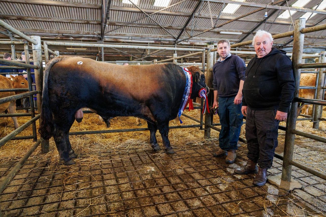 Longford-bred bull takes top title at Aubrac show and sale