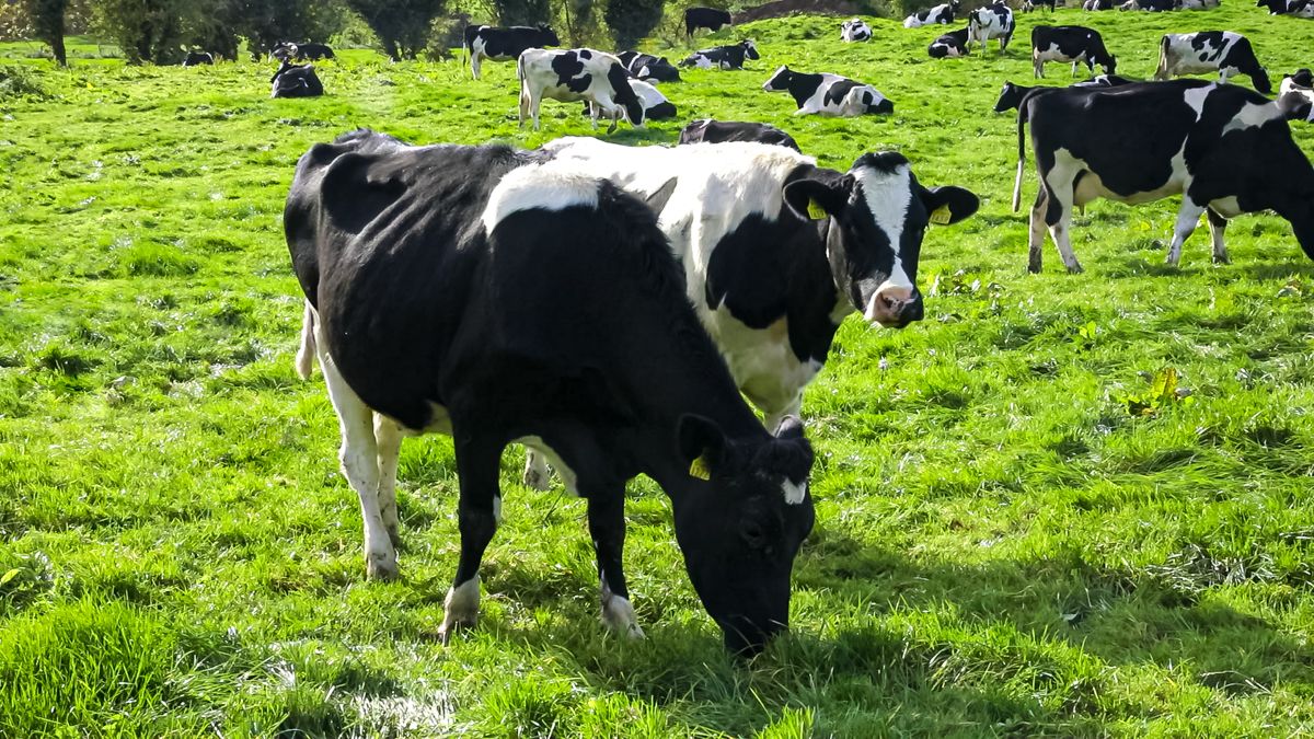 Minister due to unveil new action plan to tackle bovine TB