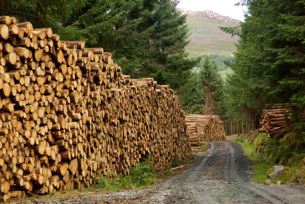 Frustration over Irish forestry policy reaches new highs