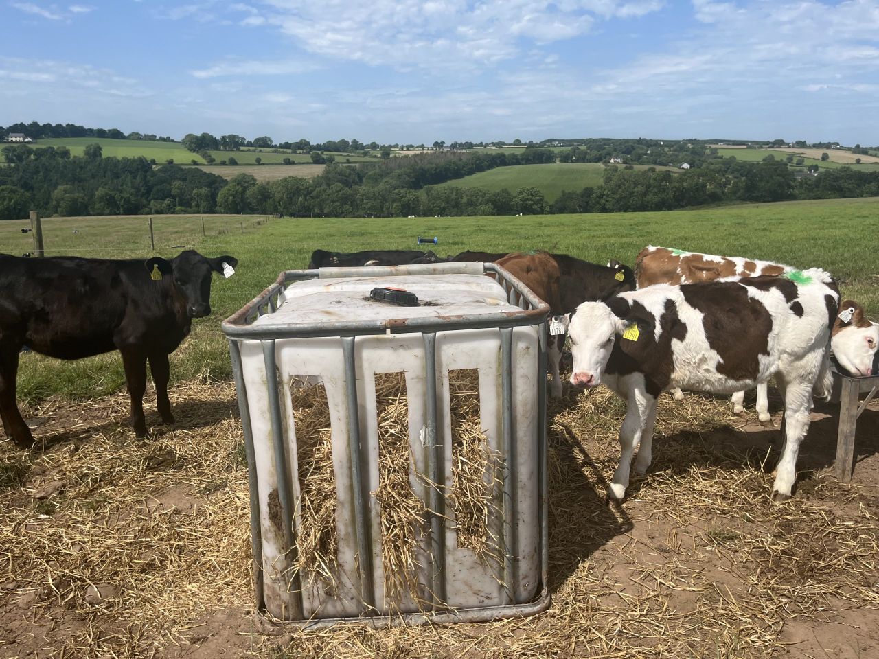Tips on successfully transitioning calves to grass