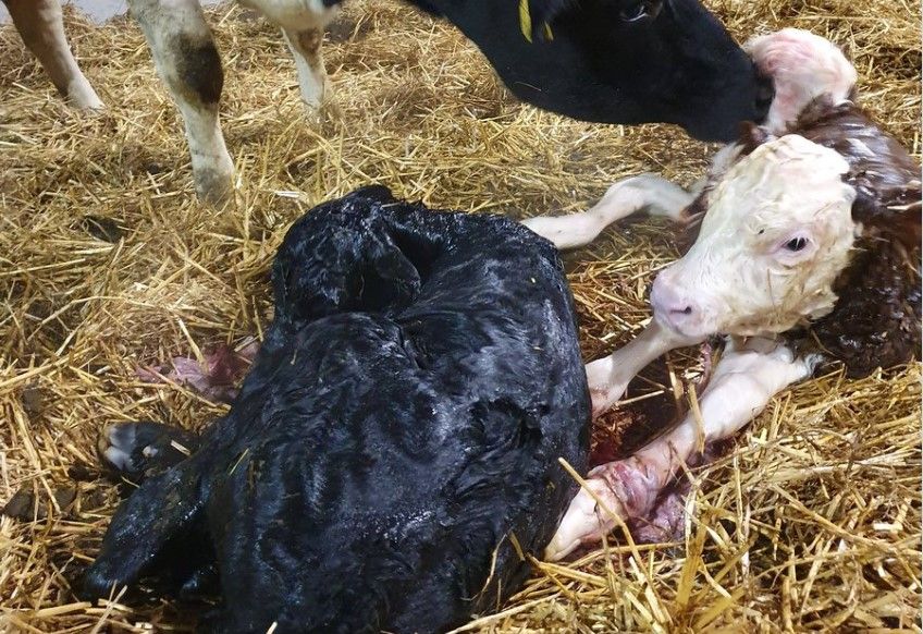 2 sets of mixed-sire twin calves born on 1 farm...3 weeks apart