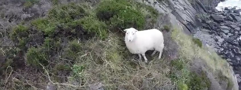 Video: Sheep rescued from cliff face after being chased by dog