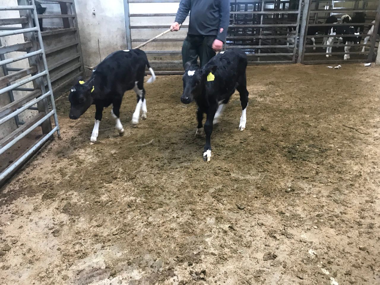 Carnew Mart calf sale met with a lively trade