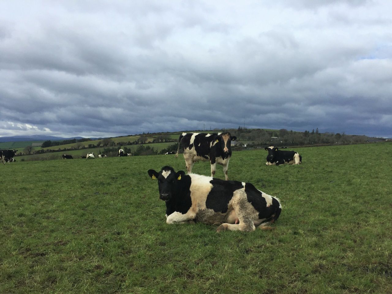 Young cows and heifers commanding high prices