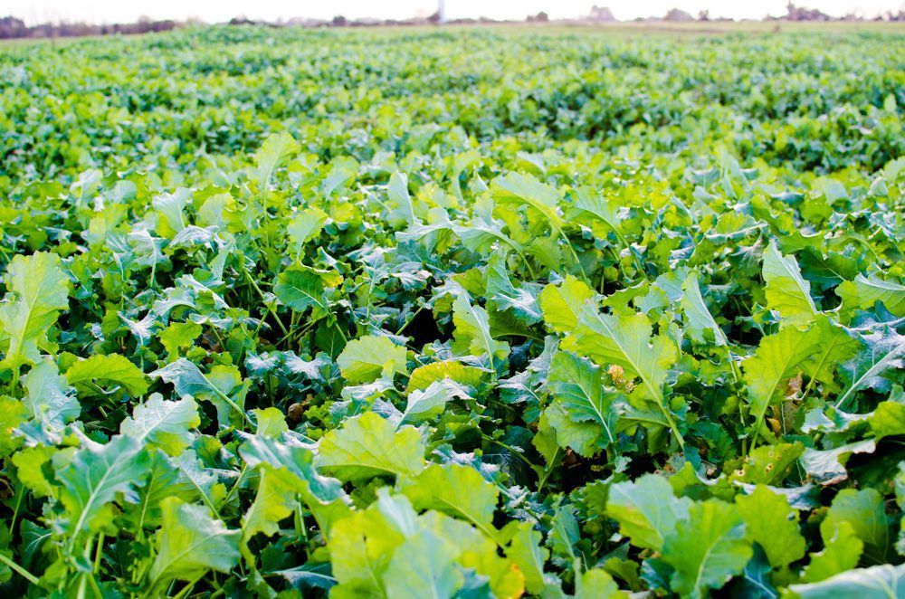 Video: 'Brassicas are a simple crop to grow and they're rocket fuel for animals'