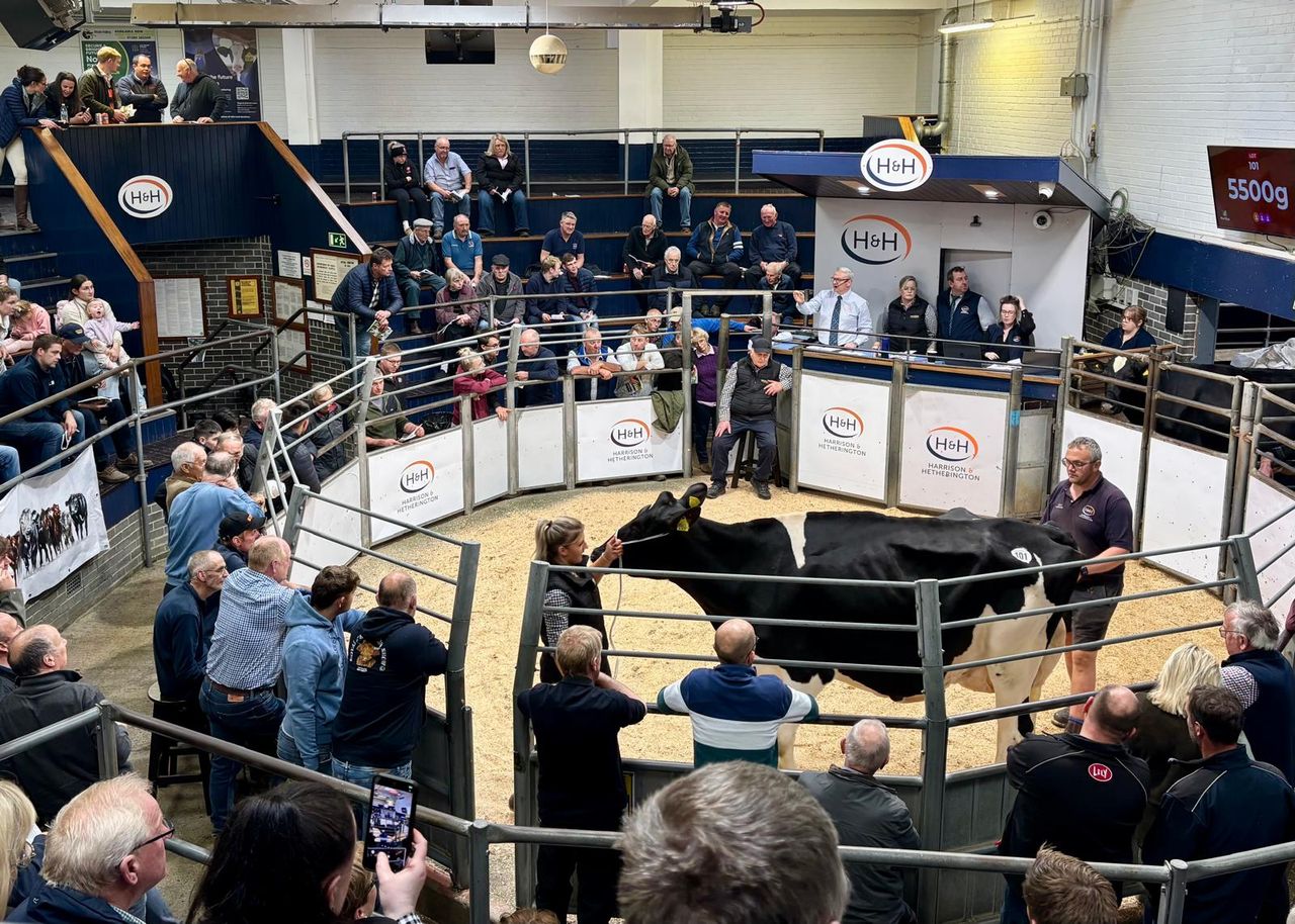 Ring shot of the sale. Source: Harrison and Hetherington