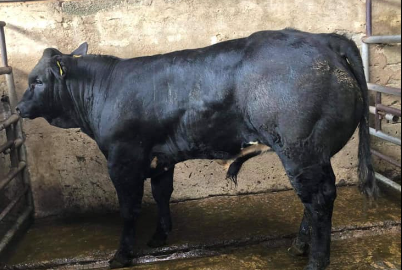 Over half of weanling bulls going to overseas buyers at some sales