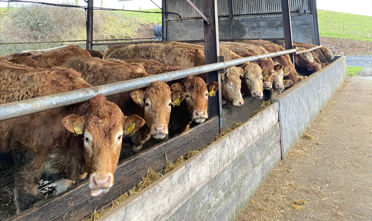 ABP Monitor Farm: Pre-calving prep on Sligo suckler farm