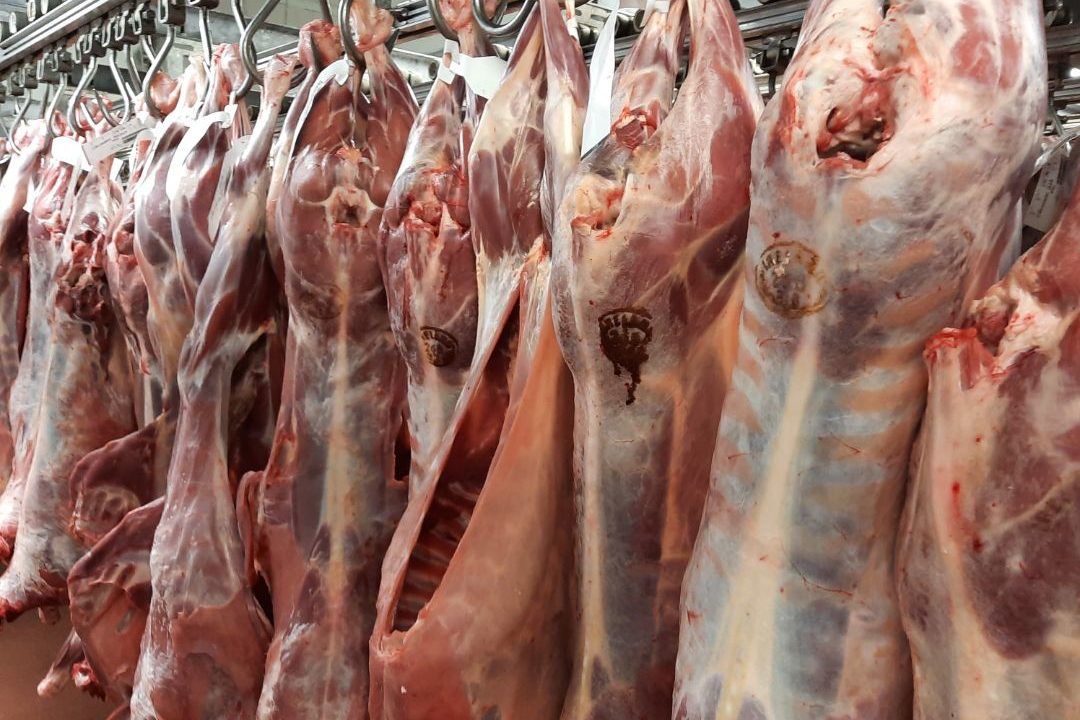 Sheep kill: Spring lamb throughput up over 27,000 head on this time last year