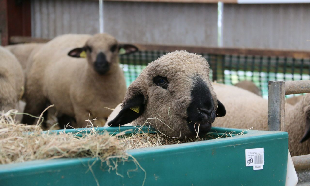 Northern fodder prices soar as weather pressure continues