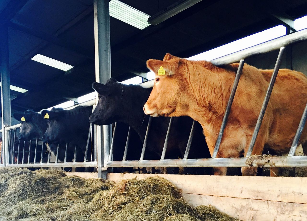 'Realistic wildlife culling policy needed before agreement on TB eradication can be reached'