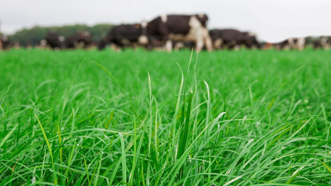 Grass growth: Rain and colder temperatures being felt