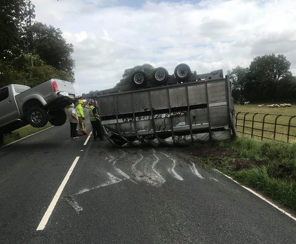 Lucky escape: Cows cut from overturned trailer