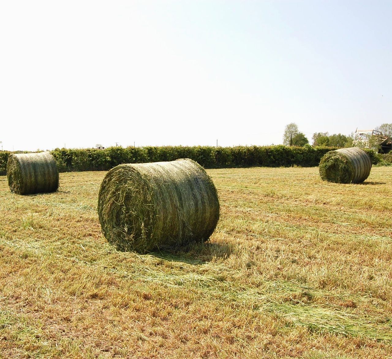 GrowthWatch: Attention turning to first-cut silage