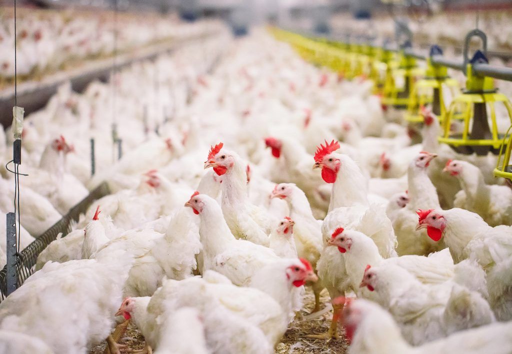 NI academic awarded £250,000 to use crowd-tracking technology to improve broiler welfare