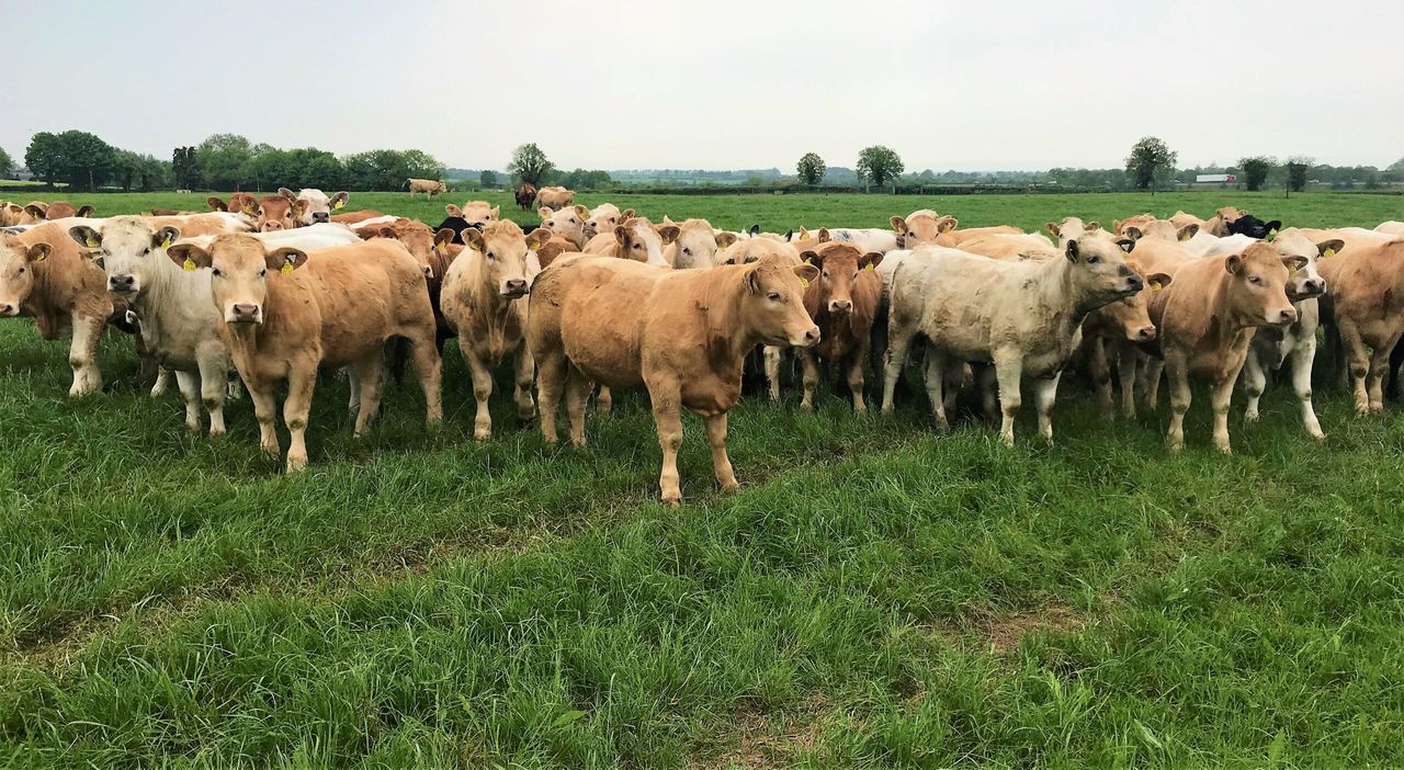 Beef focus: 'We shouldn't envy the dairy man; we should be copying him'