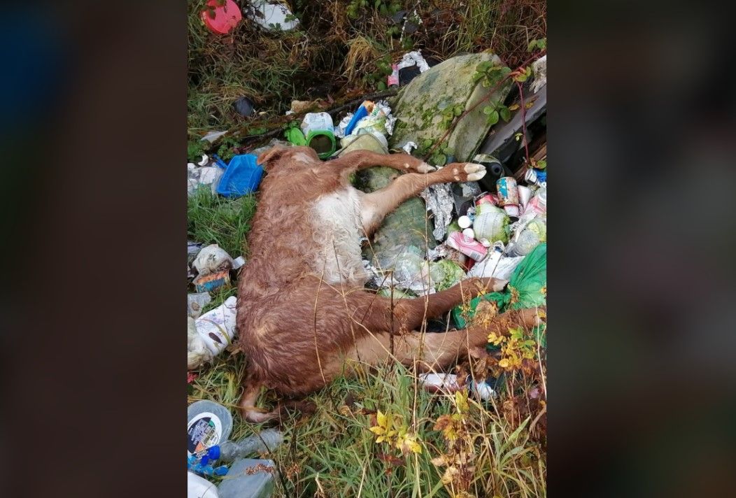 'Disheartening': Dead calf dumped with rubbish in Roscommon