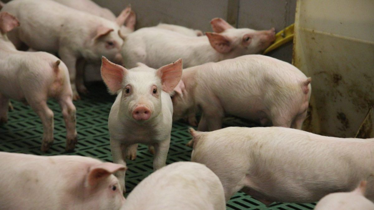 What county has the highest number of pigs in Ireland?