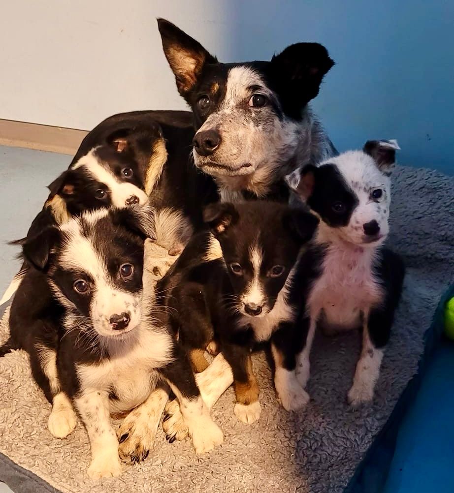 MADRA asks farmers to cease unplanned pregnancies in working dogs
