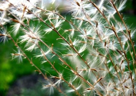 'Grass as the new biofuel'