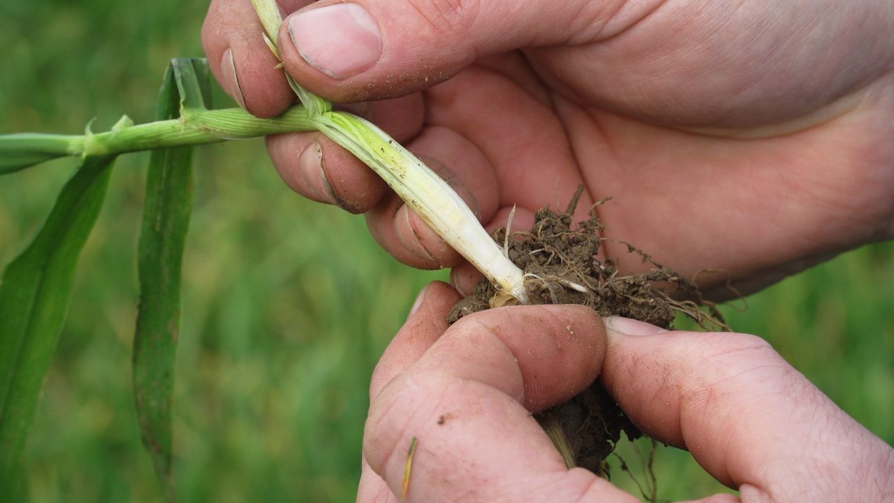 CROPS WATCH: Front loading winter barley for the season ahead