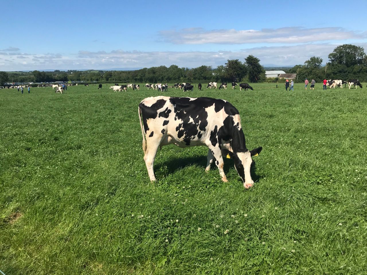 Ballytigue herd shines in the sun at IHFA open day