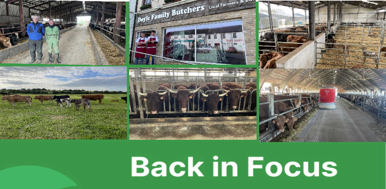 Beef Focus revisited: 6 farms back in focus for Christmas