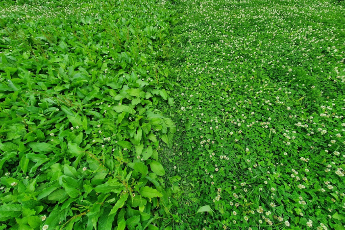 The area to the right was sprayed with ProClava XL in April 2022 before the silage was cut the following month. This photo was then taken a few weeks later, following a cut of silage. 